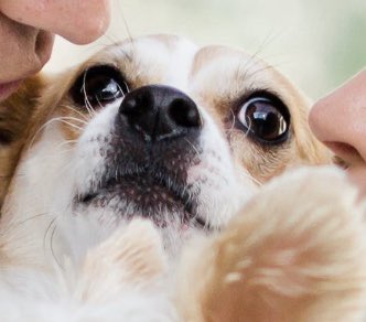 phoenixxsixx's tweet photo. @JessicaBlevins @Ninja What the dog doin https://t.co/RakuMGACrR