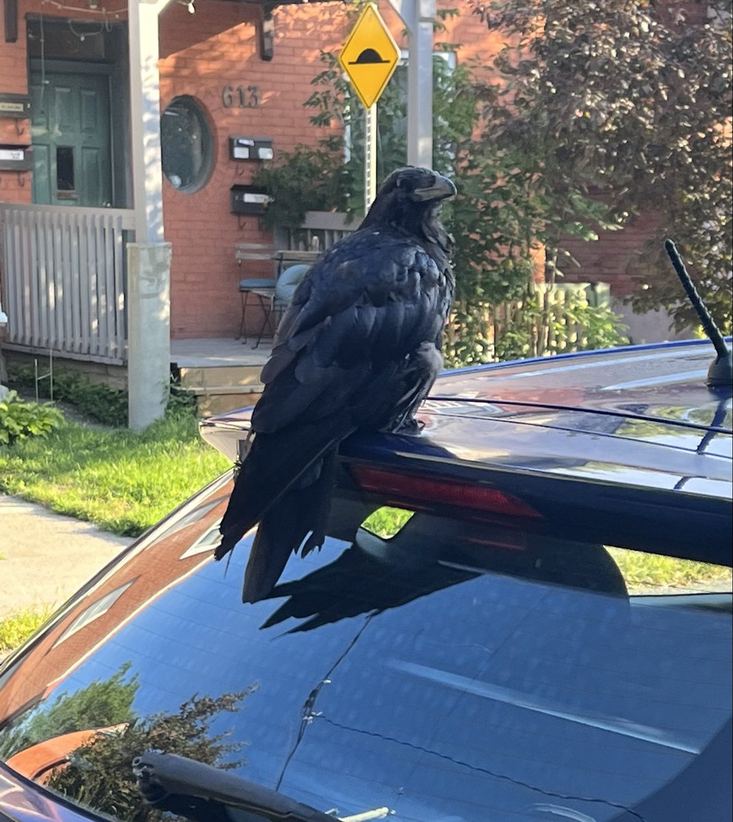 lfd_ott's tweet image. Met this gentleman on my morning walk, as I channeled my inner  ⁦@vancelockton⁩ ! 

#birds #urbanbirds #birdwatching #nothingtoseehere #movealong