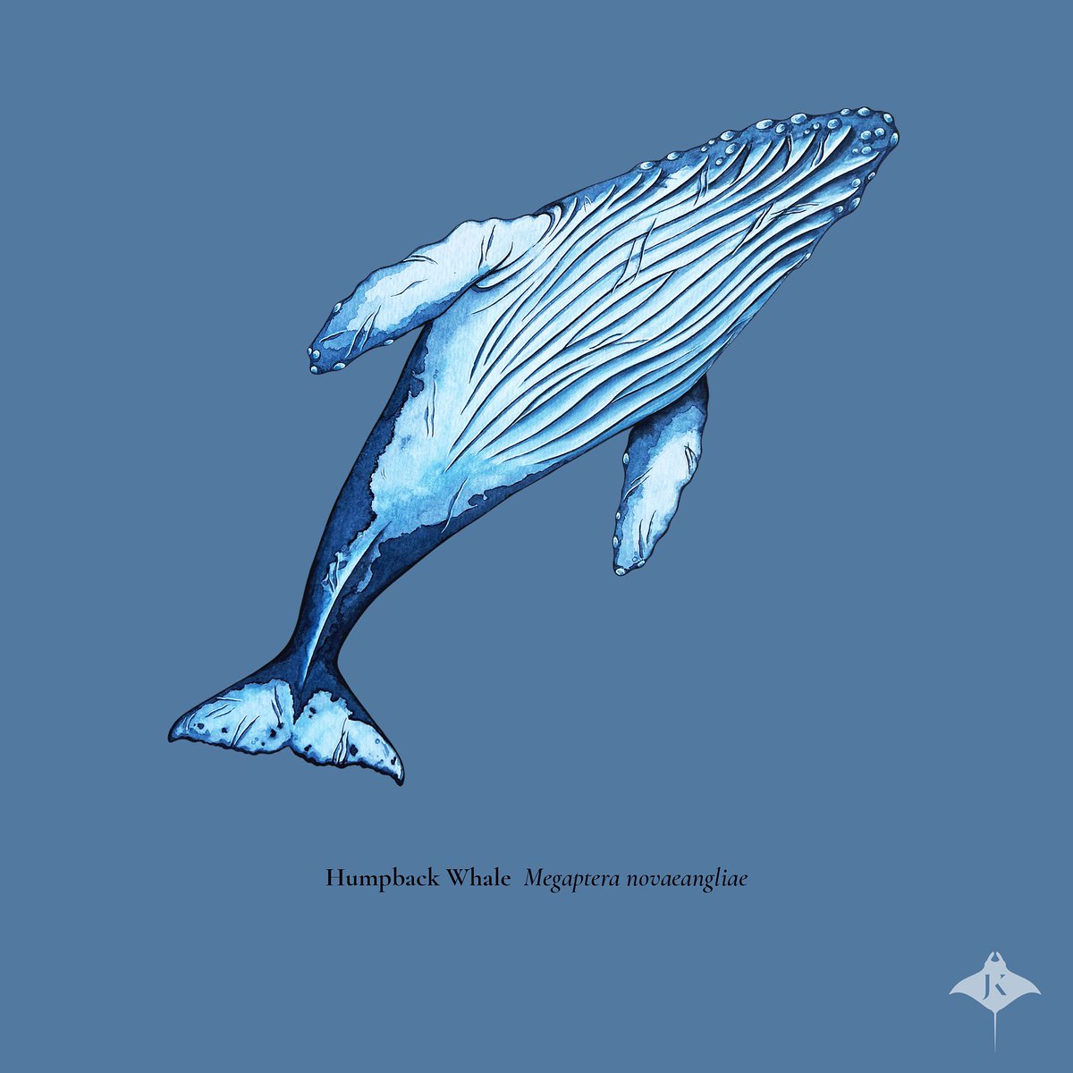 janavi_kramer's tweet photo. The mighty Humpback Whale ( Megaptera novaeangliae ) is a sight to behold. This baleen whale is known for its’ hauntingly beautiful song which travels vast distances underwater. #oceanartist #art #illustration #cetacean #humpbackwhale #whale #ocean #marinebiology #sea #nature https://t.co/xyXsxawhQW