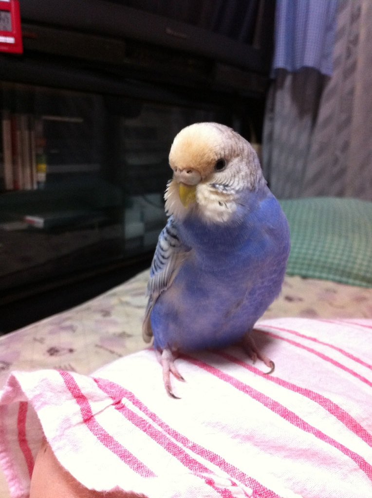 hatune_hama's tweet photo. 我が家の愛鳥セキセイインコのはぁとが虹の橋を渡りました。晩年は、病気と闘いながら11歳10ヶ月、一生懸命生きてくれました。はぁとの、投稿にコメントや、リツィートして頂いた方々に心よりお礼申し上げます。ありがとうございました。 https://t.co/BRGviC83m6