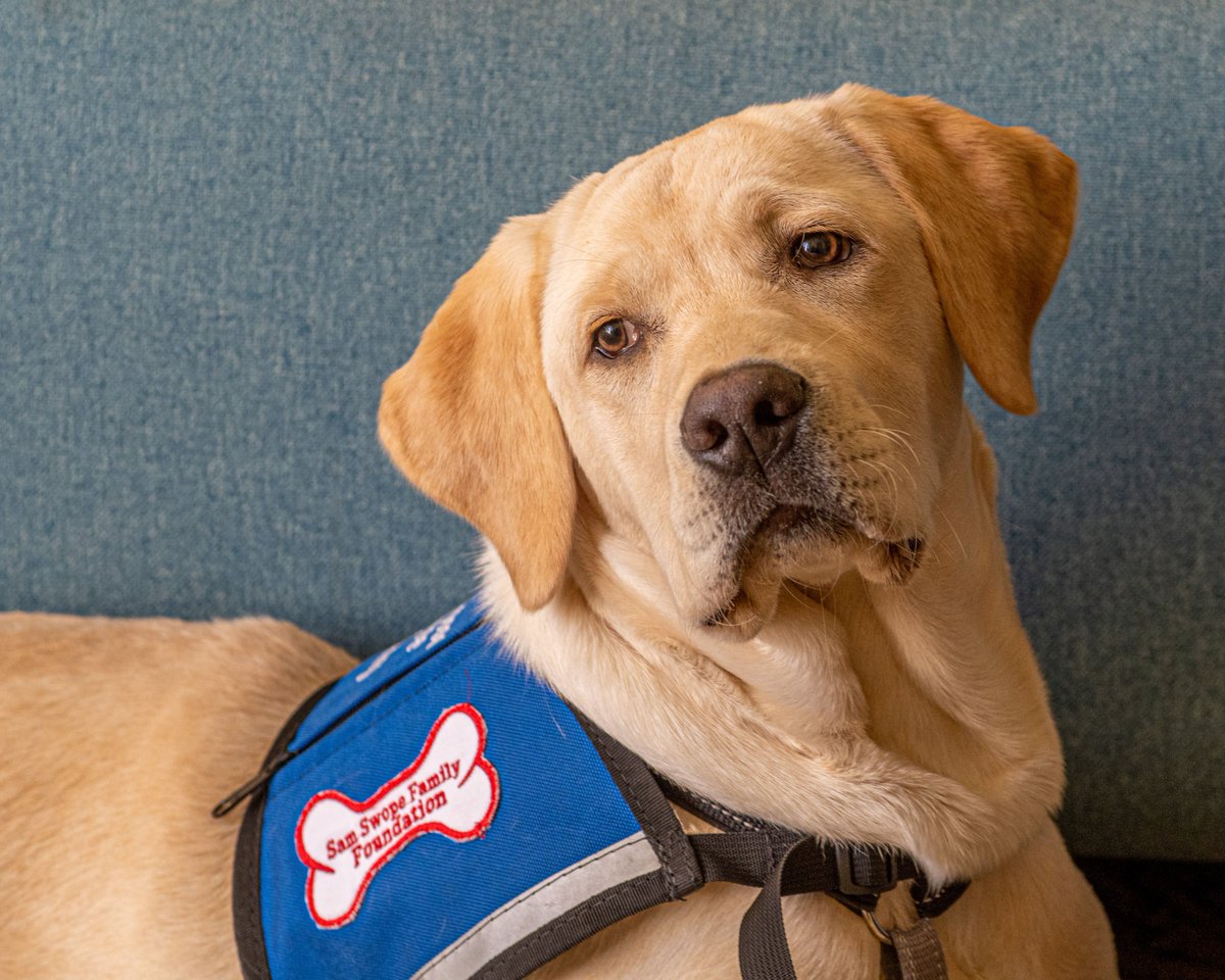 This hard-working, handsome guy is named Noah. He is proudly sponsored by the Sam Swope Family Foundation. If you would like to sponsor a puppy for their two-years of training, please contact us today to find out more.  pawswithpurpose.org