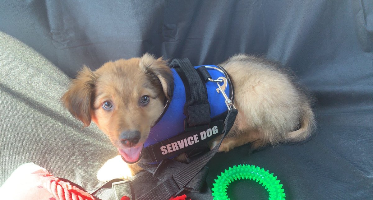 Pues después de muchas emociones y de un finde espectacular, Os Presento al……. Nuevo integrante de la familia🐶 Os presentó a SIMBA💙