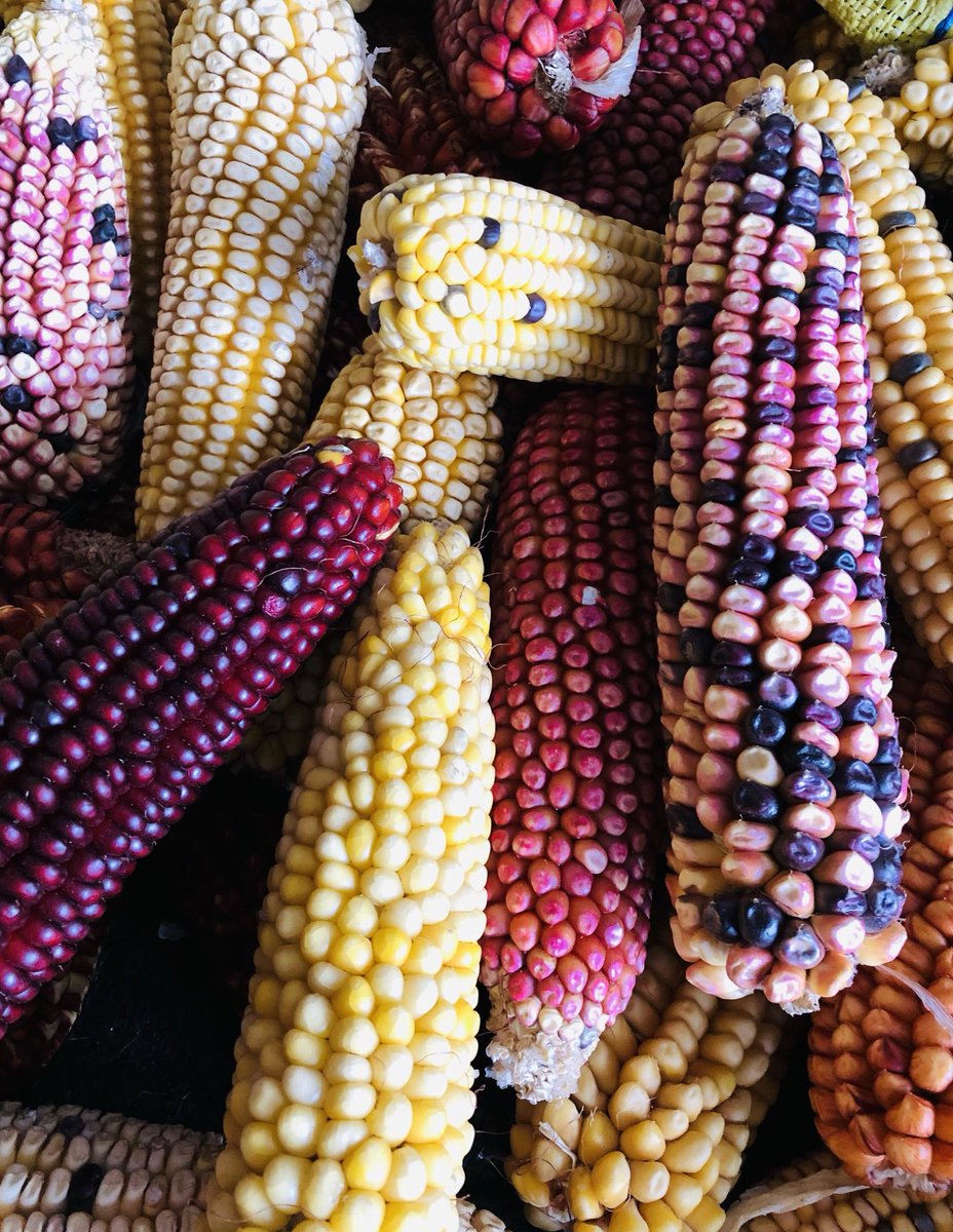 LuminoIQ's tweet photo. Spectrum of Choclo colours #Peruvian Andes corn #trekking #PeruSummit https://t.co/nCPdDZJ92d