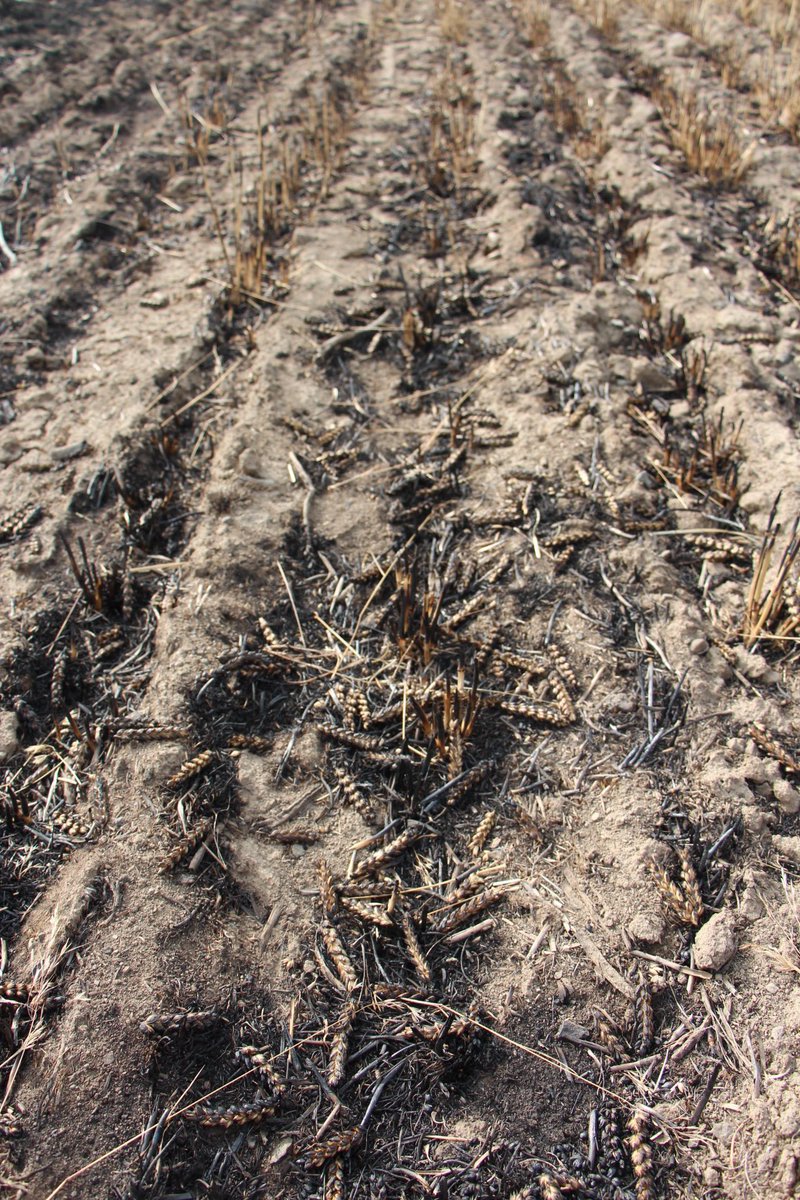WSUSmallGrains's tweet image. Harvest and high temps are in full swing in Eastern Washington. They say, &quot;an ounce of prevention is worth a pound of cure&quot;, which is why we had Dale Whaley revamp our Fire Prevention &amp;amp; Safety Tips During Harvest #TimelyTopic to help keep our growers safe
smallgrains.wsu.edu/fire-preventio…