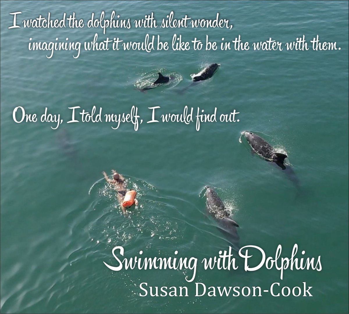 An unforgettable outdoor adventure story centered around swims with bottlenose dolphins in the Sea of Cortez amazon.com/dp/B0B99NHVMP #newrelease #marinelife #Mexico #outdooradventure