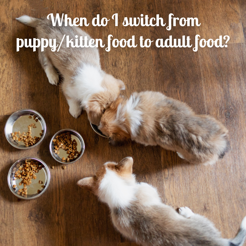 AnimalCareVet's tweet photo. We suggest switching to adult dog or cat food between 10-12 months, but be sure to check with us first — switching too early can cause obesity and gastrointestinal issues. https://t.co/ddCojCu7K3 #FAQ #Vet https://t.co/1QFGSLhWvV