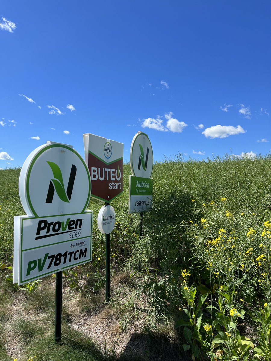 We've had some impressive trials and plots across Alberta this season. The first two photos show an experimental looking excellent along with PV 660 LCM, PV 681 LC &amp; PV 680 LC at the Hairy Hill <a href="/NutrienAgCDA/">Nutrien Ag Solutions Canada</a> retail. The third is of a PV 781 TCM trial near Lavoy, AB. #plant22