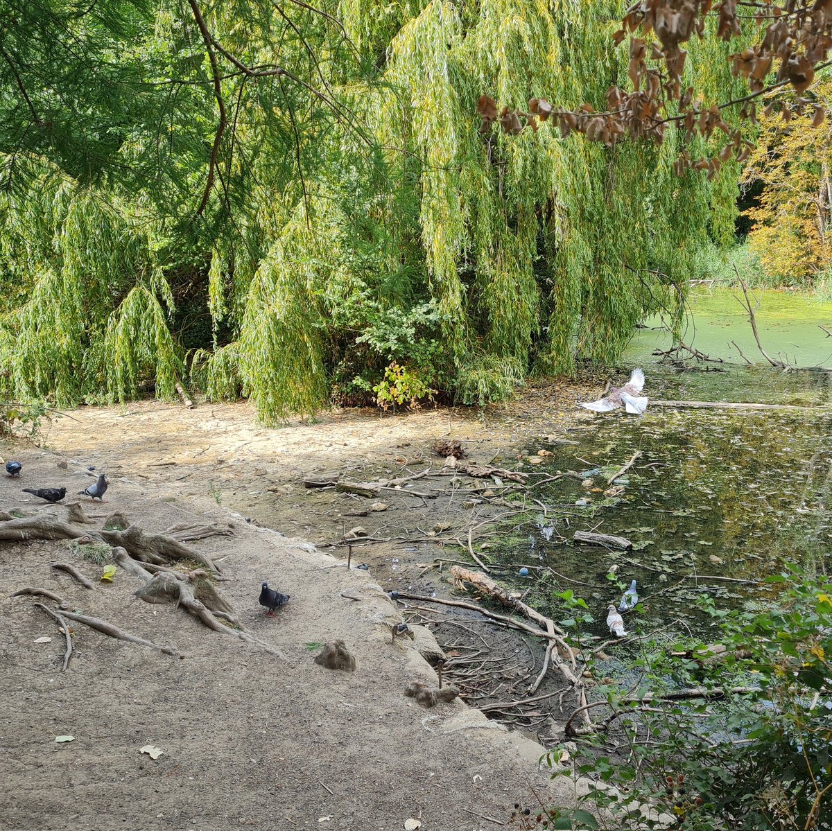 Very worrying to see so many local ponds and rivers that are normally home to wildlife have now dried up in the #Heatwave2022! 😱 Let's #Hopeforrain soon! I took these photos in #FishpondsPark #Surbiton today Where have the fish and ducks gone? 🐟🦆☹