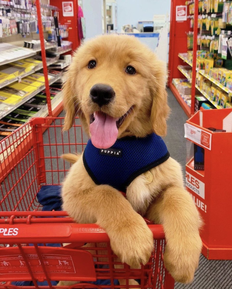 This is Arlo. He’s bark-to-school shopping. Has a big semester ahead of him. Taking Intro to Big Stretches and Unconditional Love 101. We wish him the best. 12/10