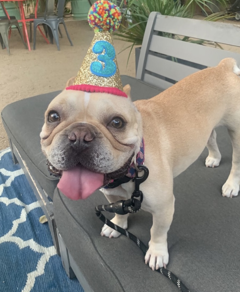 The Good Kind (@eatgoodkind) on Twitter photo Mark your calendars and celebrate National Dog Day with us at The Dog Day Patio Party hosted by <a href="/dogfriendlySA/">The Dog Guide San Antonio</a>.
⏰ August 26th | 7pm-9pm
🐾 Pet-Friendly Vendors
📸: whippadorablepen (IG)
📸: eatdrinkandberichard (IG)
📸: smoochstagram (IG) Mark your calendars and celebrate National Dog Day with us at The Dog Day Patio Party hosted by <a href="/dogfriendlySA/">The Dog Guide San Antonio</a>.
⏰ August 26th | 7pm-9pm
🐾 Pet-Friendly Vendors
📸: whippadorablepen (IG)
📸: eatdrinkandberichard (IG)
📸: smoochstagram (IG)