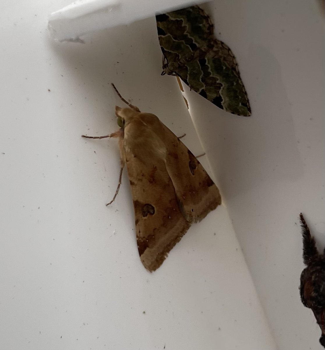 GarryNobbs's tweet photo. Around 38 species were lured to the trap last night, it seemed fairly loaded.  Pictured are Bordered Straw, Iron Prominent, Lesser Broad-bordered Yellow Underwing.  The other one could be a Cabbage Moth.  @MOTHIDUK https://t.co/NKOKhRbM8a