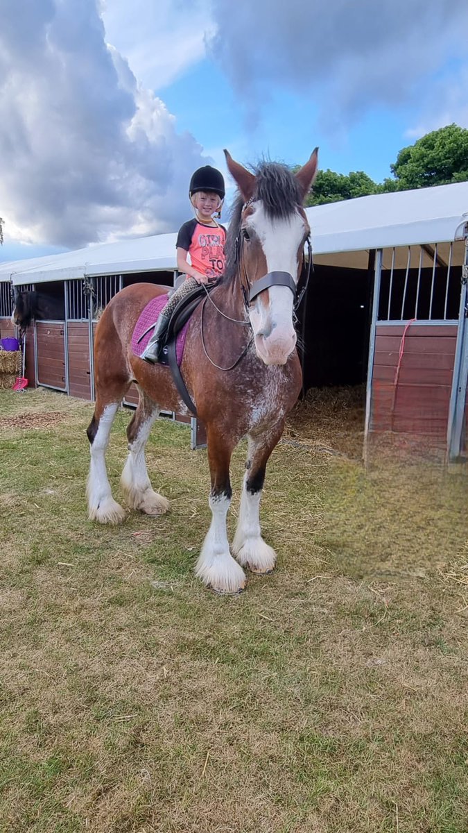CountessWarwick's tweet photo. We are lucky to have Elmbrook Lady Margaret, a 13yr old Shire, waiting to meet you at the Show this year https://t.co/ZLTgndeOCj