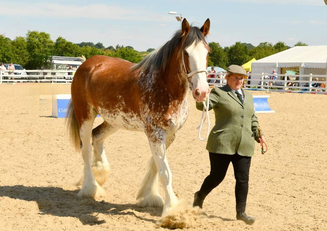 CountessWarwick's tweet photo. Look our for Elmbrook Bonnie Lass, a 10 yr old Clydesdale at the Show this year https://t.co/1yyv0OiOqs