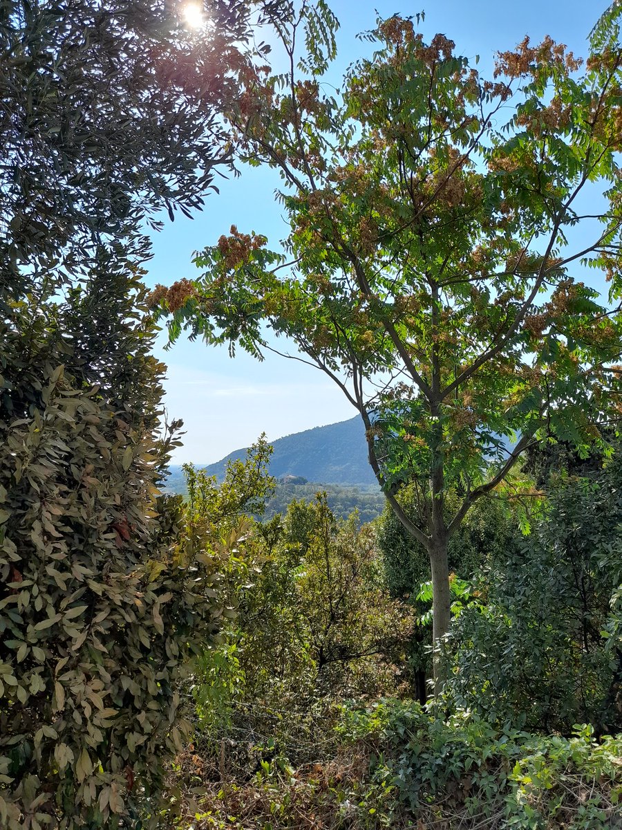 IlPiccoloDoge's tweet photo. Piccolo scorcio di #ArquàPetrarca 

- panoramica dalla zona alta -

Secondo borgo più bello d'Italia

#FerragostoConUnImmagine https://t.co/lS9nF86gTN