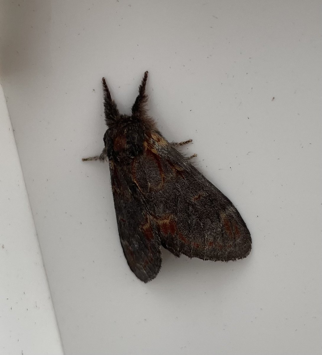 GarryNobbs's tweet photo. Around 38 species were lured to the trap last night, it seemed fairly loaded.  Pictured are Bordered Straw, Iron Prominent, Lesser Broad-bordered Yellow Underwing.  The other one could be a Cabbage Moth.  @MOTHIDUK https://t.co/NKOKhRbM8a