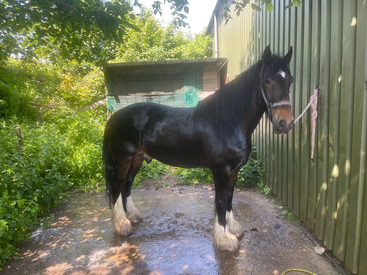 CountessWarwick's tweet photo. Patiently waiting, Elmbrook Mister Jackson,  a 13 yr. old Shire, is llooking forward to seeing you at the Show! https://t.co/Qo3LQx7EQt