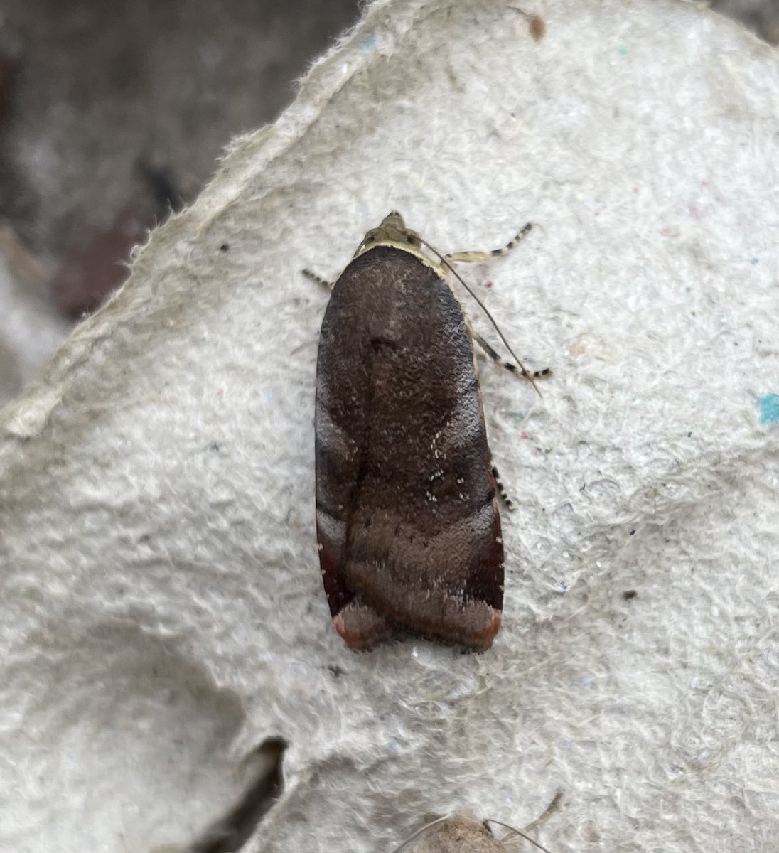 GarryNobbs's tweet photo. Around 38 species were lured to the trap last night, it seemed fairly loaded.  Pictured are Bordered Straw, Iron Prominent, Lesser Broad-bordered Yellow Underwing.  The other one could be a Cabbage Moth.  @MOTHIDUK https://t.co/NKOKhRbM8a