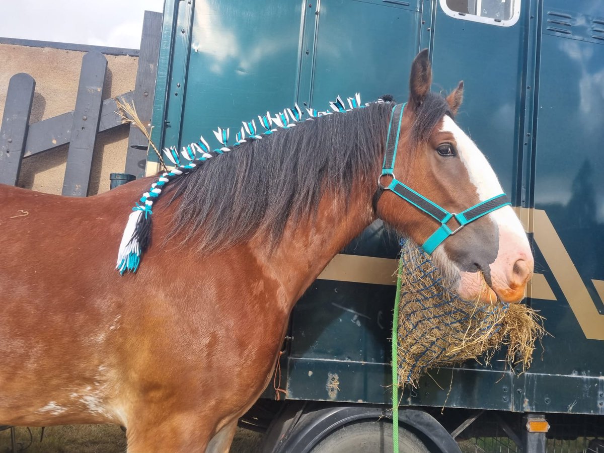 CountessWarwick's tweet photo. Ladbrook Dylan, an 11 yr. old Shire, will be on parade at the Show, but keeping an eye on his hay net! https://t.co/ASGyFiZgAq