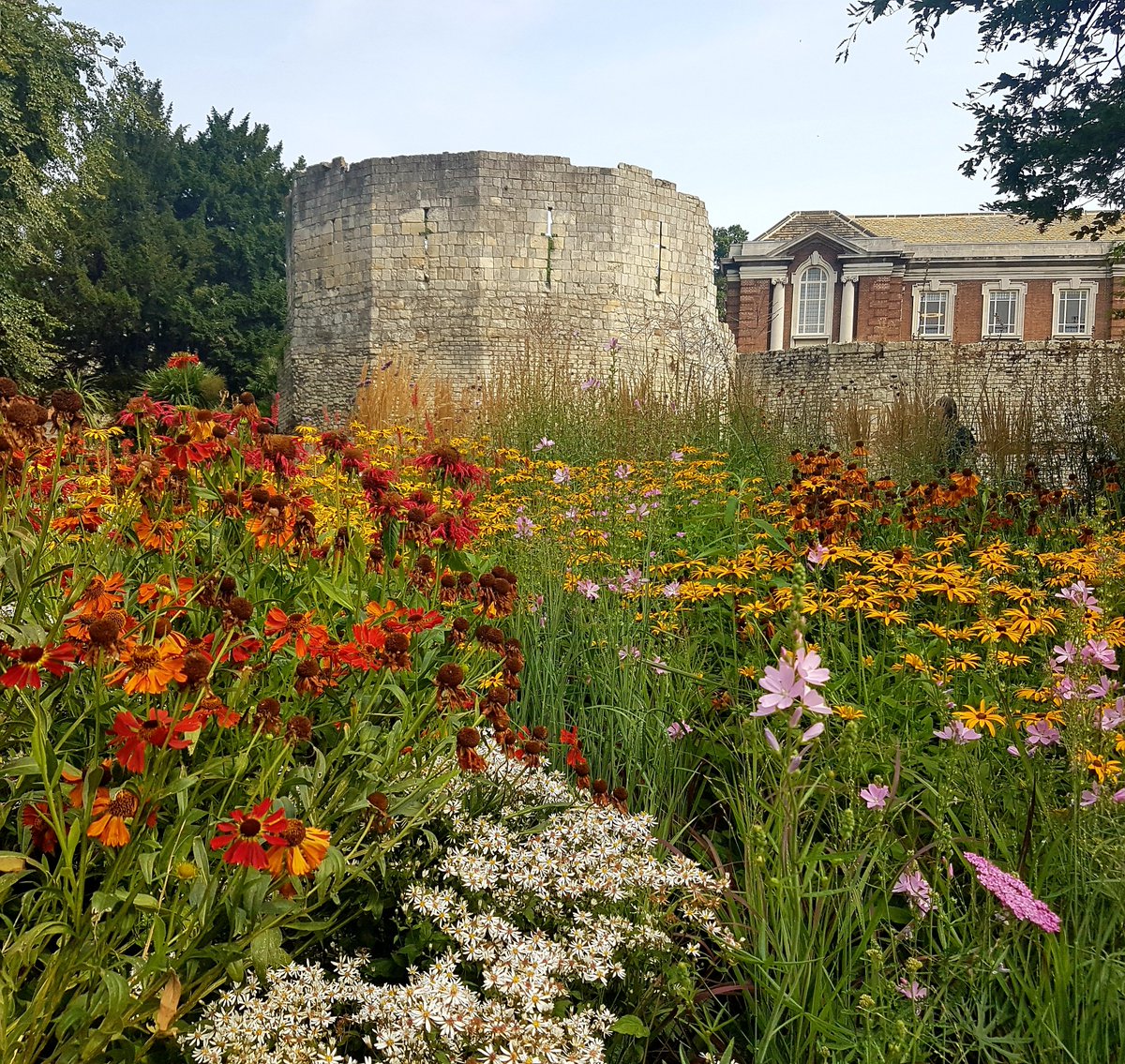 Love our prairie planting in front of the Roman Multangular Tower- and so do the pollinators!

#pollinatorfriendly <a href="/YorkMuseumTrust/">York Museums Trust</a> #York