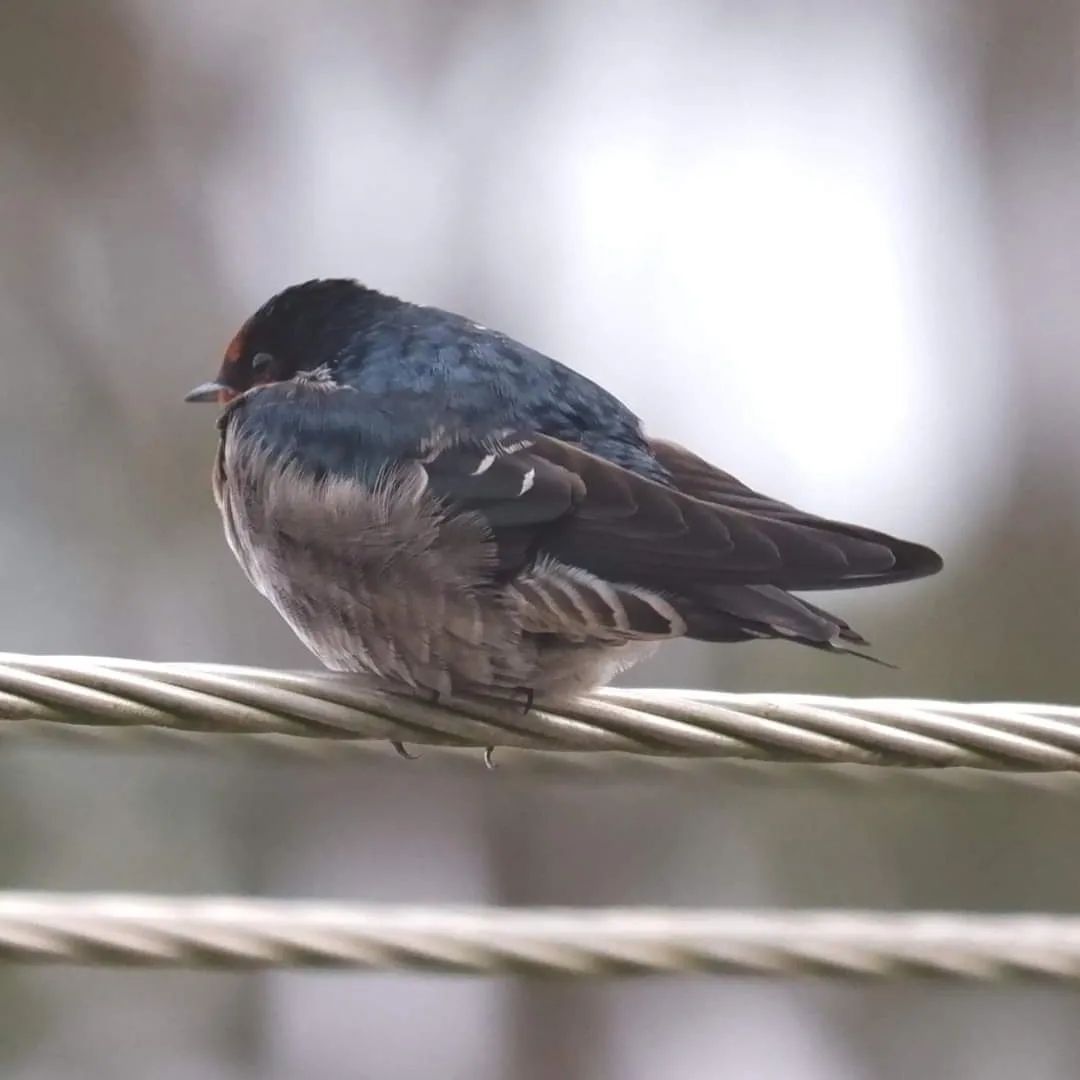 xplotrails's tweet photo. CLICK DURING BIRDING!
#xplotrails #trekking #birding #camping #photography https://t.co/nvgfERZXL6