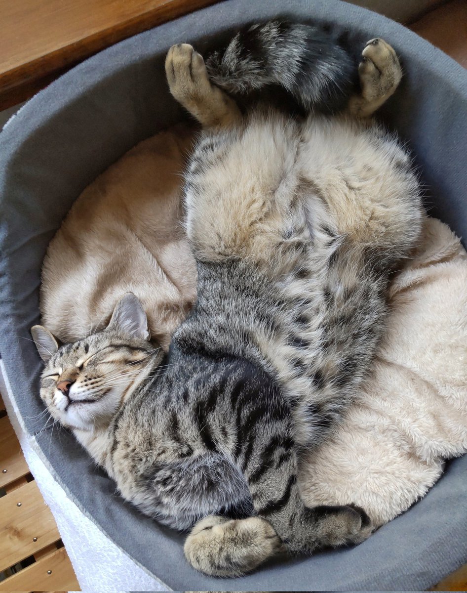 ruru_ERO's tweet photo. 最近猫派のるる https://t.co/r8v5Ln0tjx