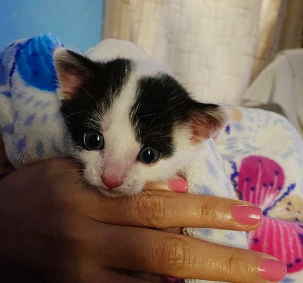 KarolAluna's tweet photo. Esta pequeña gatita está  en busca de un hermoso hogar humanos personas interesad@s por interno ! ❤️ https://t.co/kQNOLRrDPA