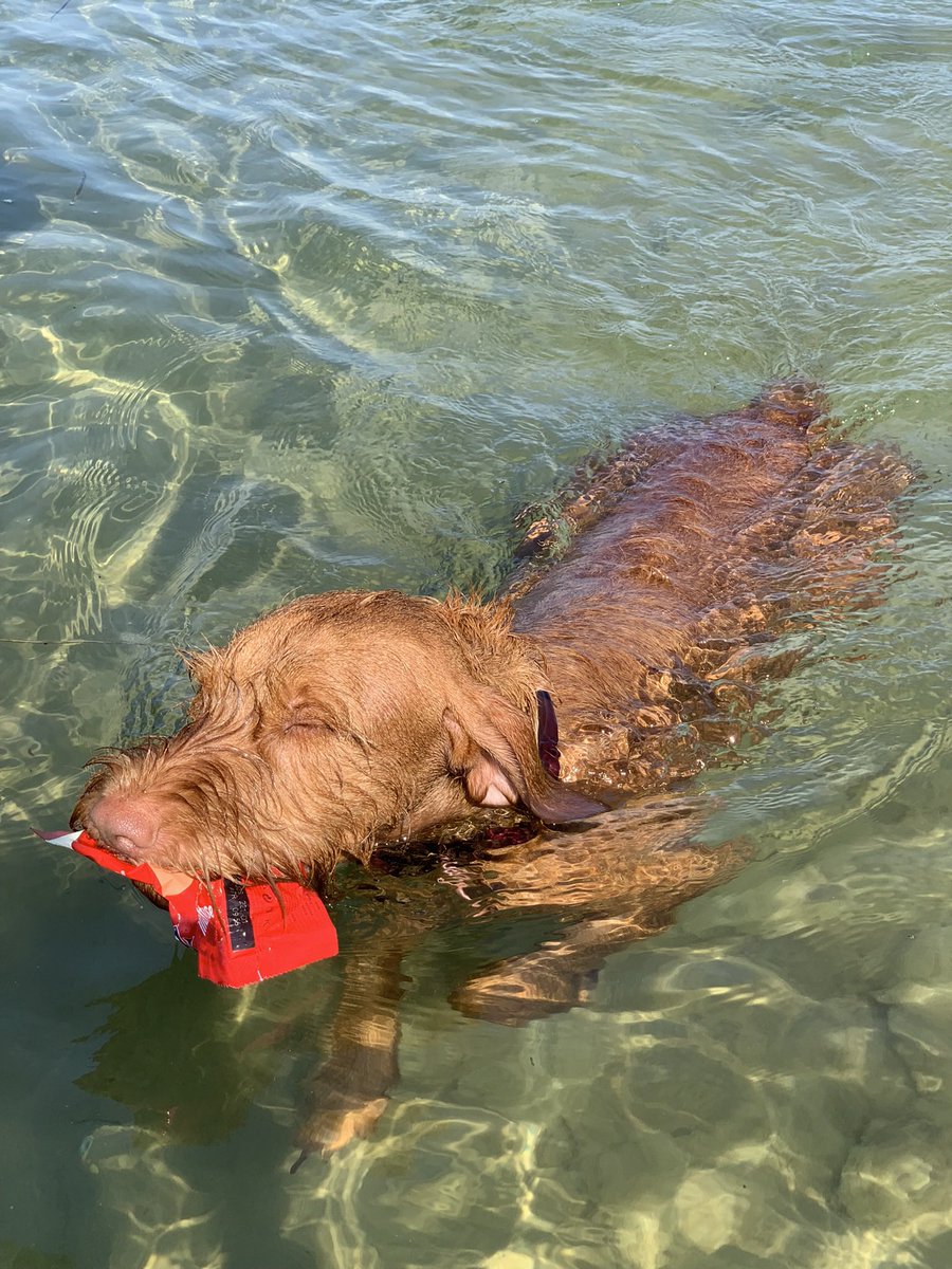 emmyzen's tweet photo. My dog has become an eco warrior woofer!

He spontaneously retrieves all floating rubbish from the Solent, when we take him swimming. 

Of course we then dispose of it as it should have been in the first place: in the bin.  

#ecofriendly 
#keepnatureclean
#rubbishinthebin https://t.co/hEWryq0zd7