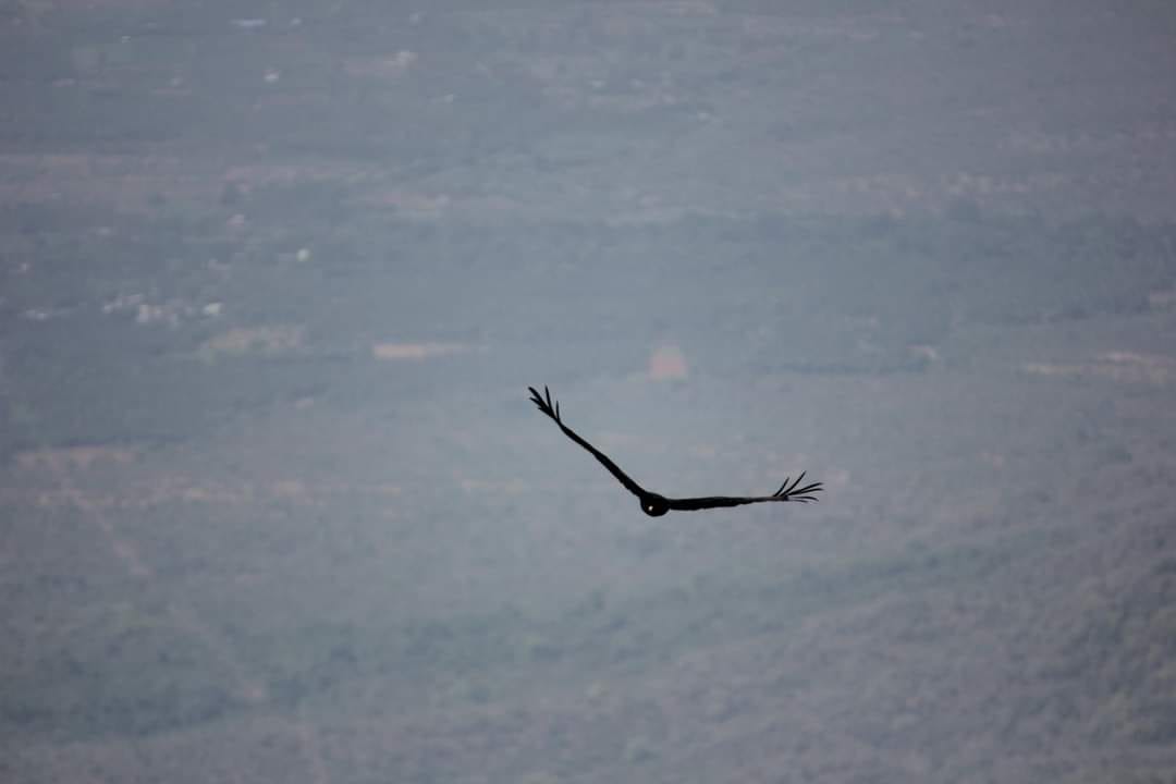 xplotrails's tweet photo. CLICK DURING BIRDING!
#xplotrails #trekking #birding #camping #photography https://t.co/MGunQDlSEQ