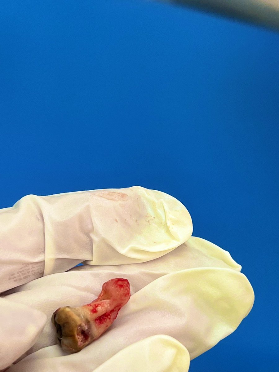 د.أمل المطيري tweet media