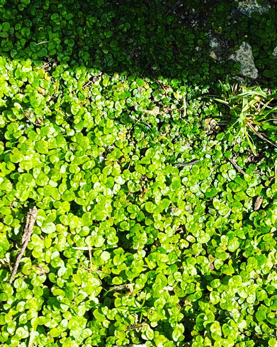 What is this weed? Has been creeping over my garden slabs, gravel, grass.. can’t find online… #mysteryweed #identifyplants #gardening