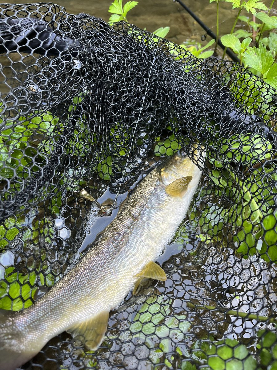 PaoloFishing's tweet photo. What else ? https://t.co/rVDQFuE3O3