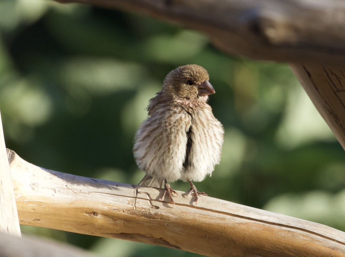 kyle_odonnell_'s tweet photo. Female house finch 

#photography #nature #wildlife #naturephotography #wildlifephotography 
#birds #birdtwitter #birdsofmassachusetts https://t.co/FPJ94knJBi