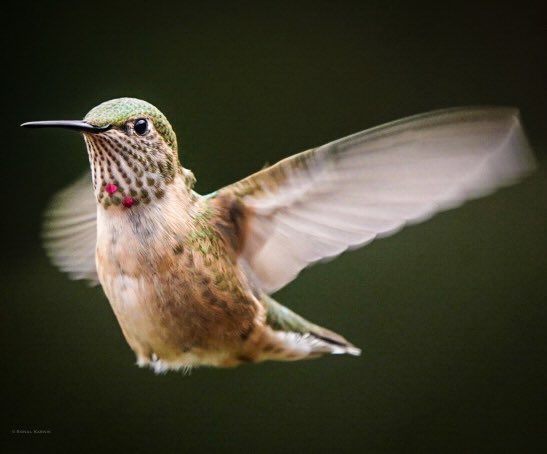 sk10's tweet photo. Birds in flight #hummingbirds #broadtailedhummingbird #birdphotography #sonyphotography #SonyAlpha #sonya7iii #BirdsSeenIn2022 https://t.co/5tS8JERujp