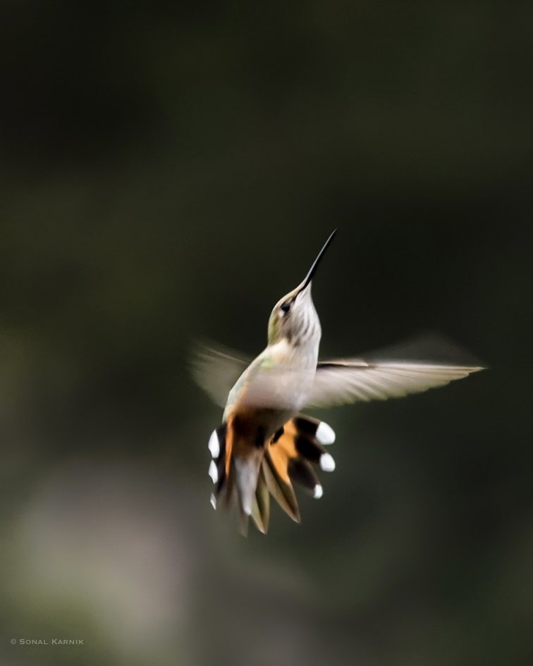 sk10's tweet photo. Birds in flight #hummingbirds #broadtailedhummingbird #birdphotography #sonyphotography #SonyAlpha #sonya7iii #BirdsSeenIn2022 https://t.co/5tS8JERujp