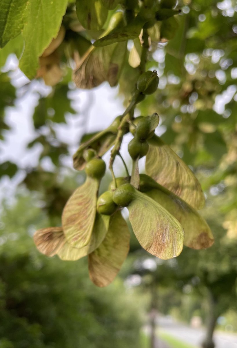 catztayl's tweet photo. #365in2022 227/365 sycamore fruits (samaras) #trees #treefruits #plantlife #gardenlife #NaturePhotography #outside #sycamore #wingedfruit https://t.co/KCHKE9XxNU