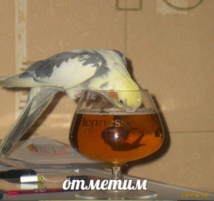 #всерадиигры #allforthegame #aftg
У лис очередная победа.
Кевин: