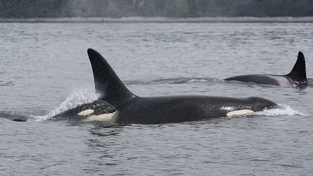 orcishfish's tweet photo. New photos of K20 Spock and her baby K45

Her body condition has improved greatly since July. This is a very good sign. 

Pics and info: https://t.co/1ISg5bLK79 https://t.co/uZbkCgmDYN
