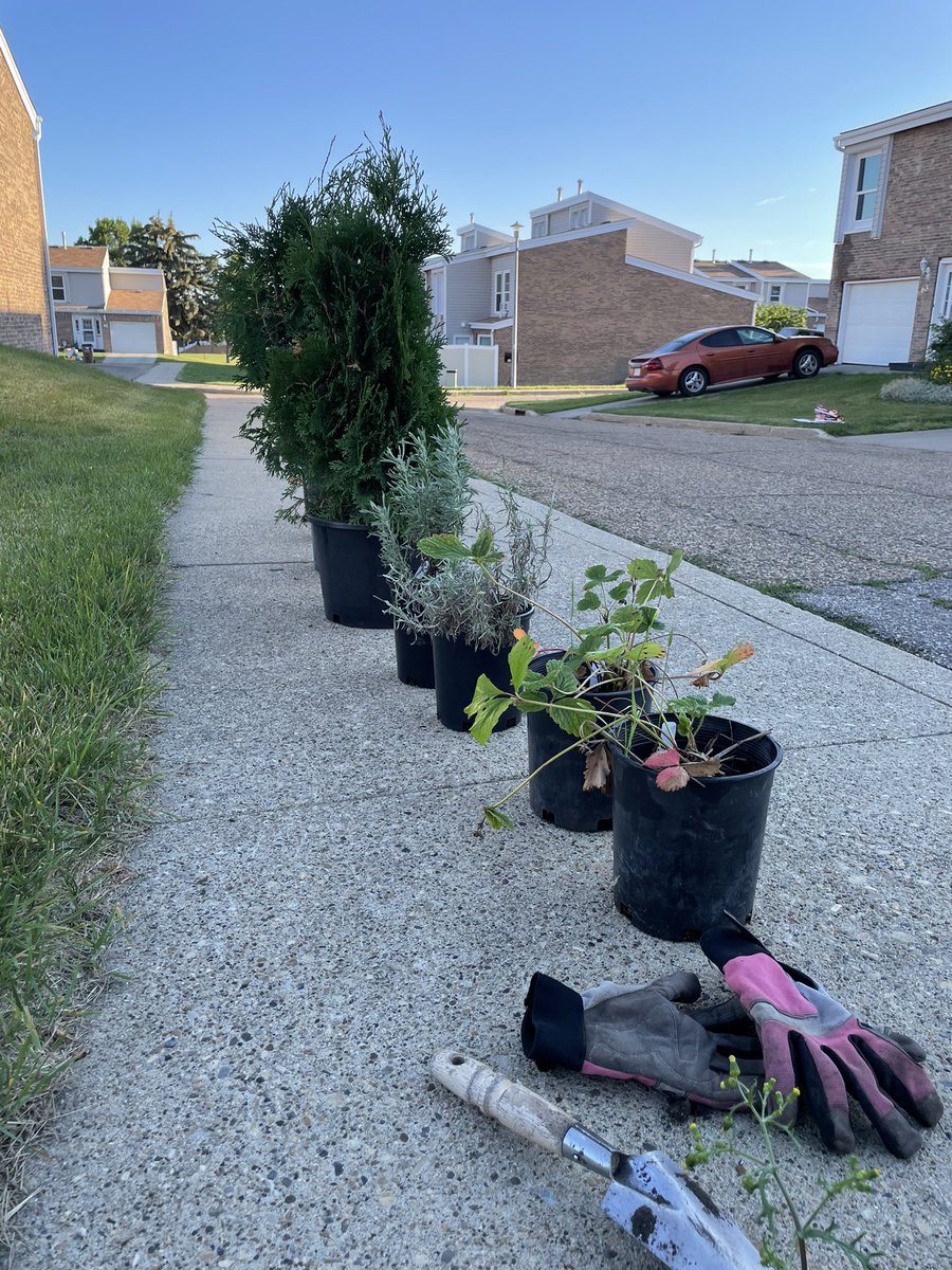 WildRoseEle's tweet photo. Grateful to @metisfire and @LesMichif for the cedar, strawberries, sage and kinnikinnick that we planted today.  Looking forward to sharing with our students and watching them grow! Thank you! https://t.co/FY7TWLLtdz