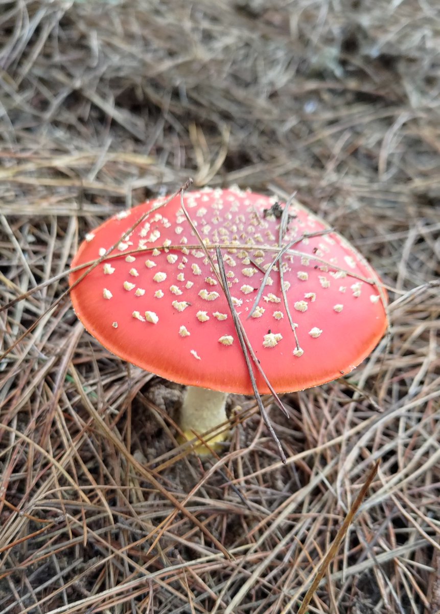 strengthforest's tweet photo. Amanita muscaria (fly agaric) #fungi 🍄 https://t.co/PVtt1LuW4T