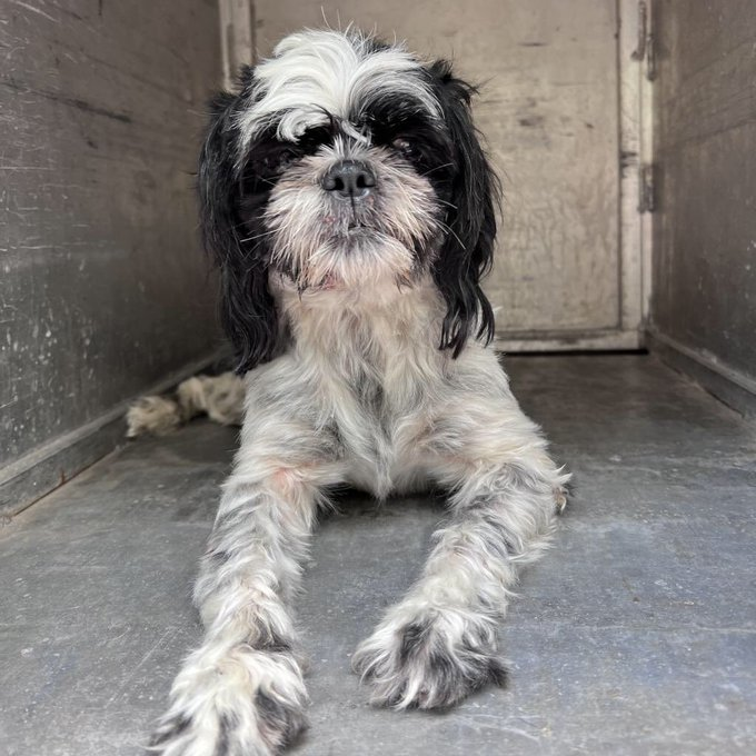 psychicwhisper3's tweet image. 🆘💥ASTRA 💫#163504 #PVASTX 
Palm Valley Edinburg,TX This Little Girl Has 2 Hours Left 4 #RESQ End Time 6:30pm 8/15😢3Yrs Old, Cannot Use Her Rear Legs/Spinal Fracture😭Please Give Her A Chance 2 Live ‼️
By #RT #PLEDGE 4 RESQ📧rescue@pvastx.org
🆘💥🏃‍♀️💨