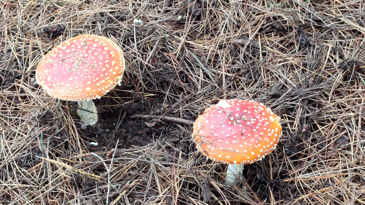 strengthforest's tweet photo. #Amanitamuscaria (#flyagaric) 🍄🍄 https://t.co/eHs3KAGCTU