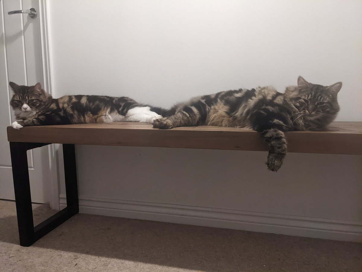 "We know you keep cooked chicken behind that door, lots of love, Phoebe and Dexter" 🍗
#alwayshungry #CatsofTwitter #AdoptDontShop