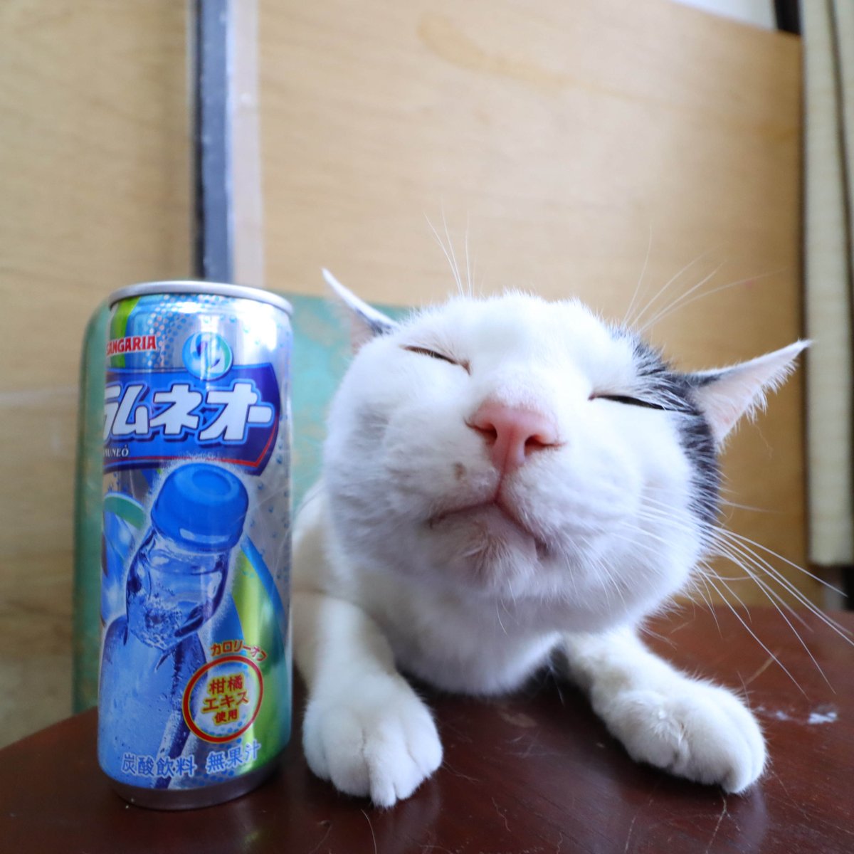 チョコビスケット - Search / X