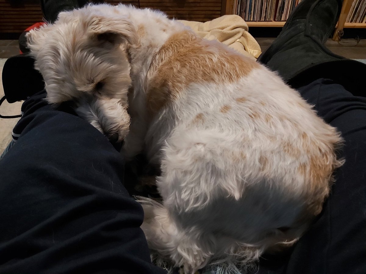 Rickard_Scott's tweet photo. How am I meant to start work (w'out using my phone) with this gorgeous one snoring where she is? #OurANU #PetsOfANU #Canberra https://t.co/I0PPci1KaP
