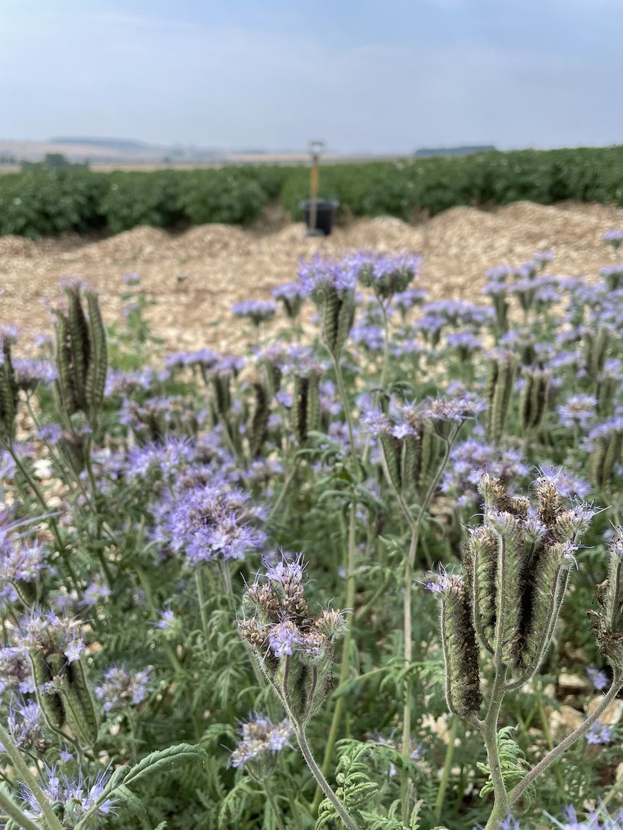 mstothard tweet media