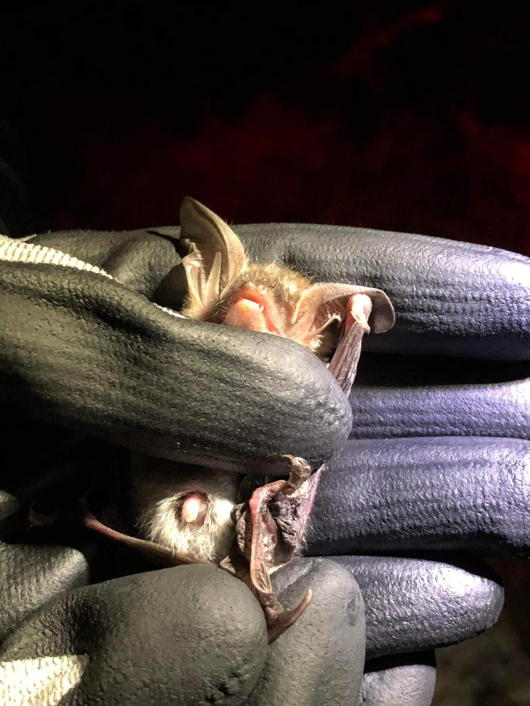 TragusTraining's tweet photo. Finally home after a great weekend helping #DorsetBatGroup with their #research into #bat #swarming #behaviour 🙂 Great to be involved in #batscience that will have practical applications for #batconservation. Lovely to see some old friends and make some new ones too 🙂
#lovebats https://t.co/ktvN94CQFX