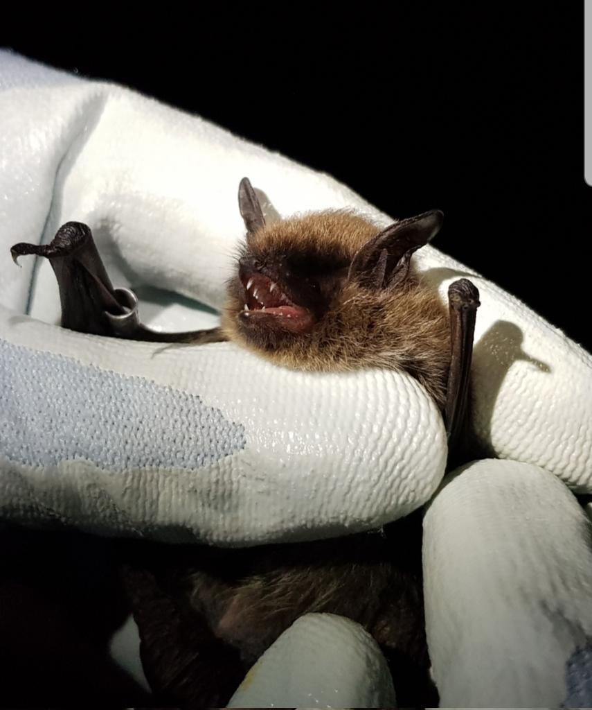 TragusTraining's tweet photo. Finally home after a great weekend helping #DorsetBatGroup with their #research into #bat #swarming #behaviour 🙂 Great to be involved in #batscience that will have practical applications for #batconservation. Lovely to see some old friends and make some new ones too 🙂
#lovebats https://t.co/ktvN94CQFX