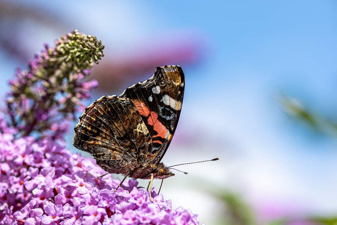 awintle2's tweet photo. @ThePhotoHour #StormHour #ThePhotoHour butterfly... https://t.co/MrEoyWzsqV