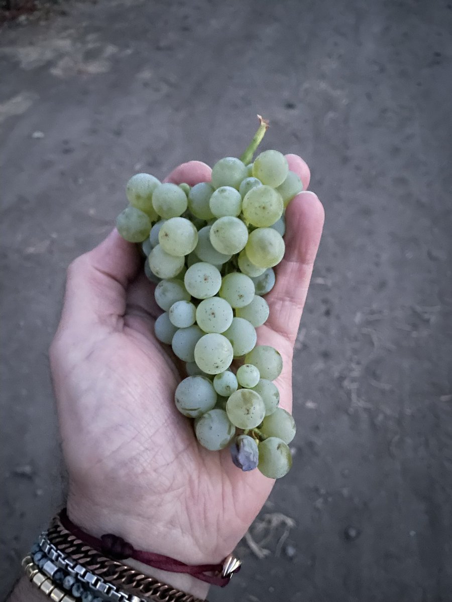 FluentWines's tweet photo. We are harvesting the 2022 Glass Cat!
#wine #winelover #harvest2022 #harvest22 #grapeharvest #napa #napawine #sauvignonblanc https://t.co/fGL0PanKeK