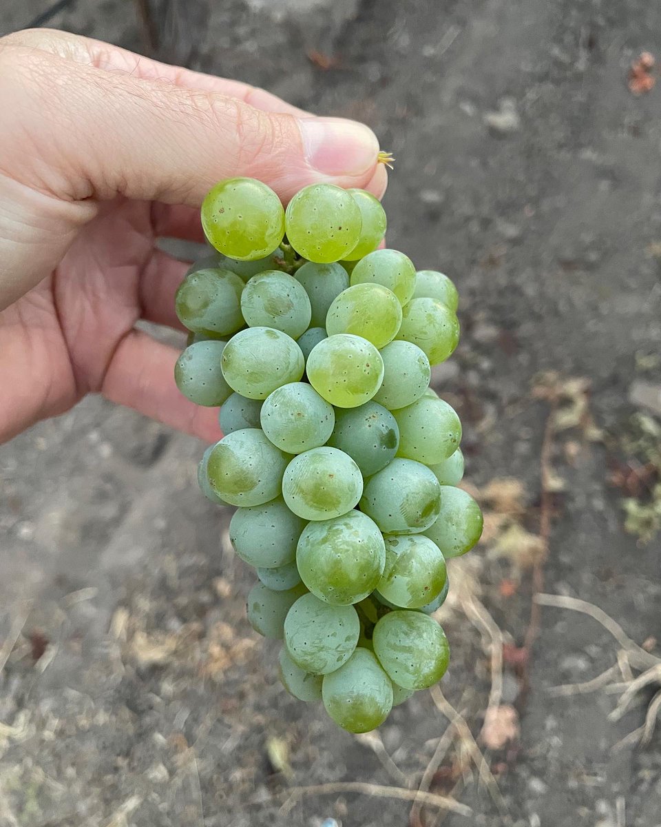 FluentWines's tweet photo. We are harvesting the 2022 Glass Cat!
#wine #winelover #harvest2022 #harvest22 #grapeharvest #napa #napawine #sauvignonblanc https://t.co/fGL0PanKeK